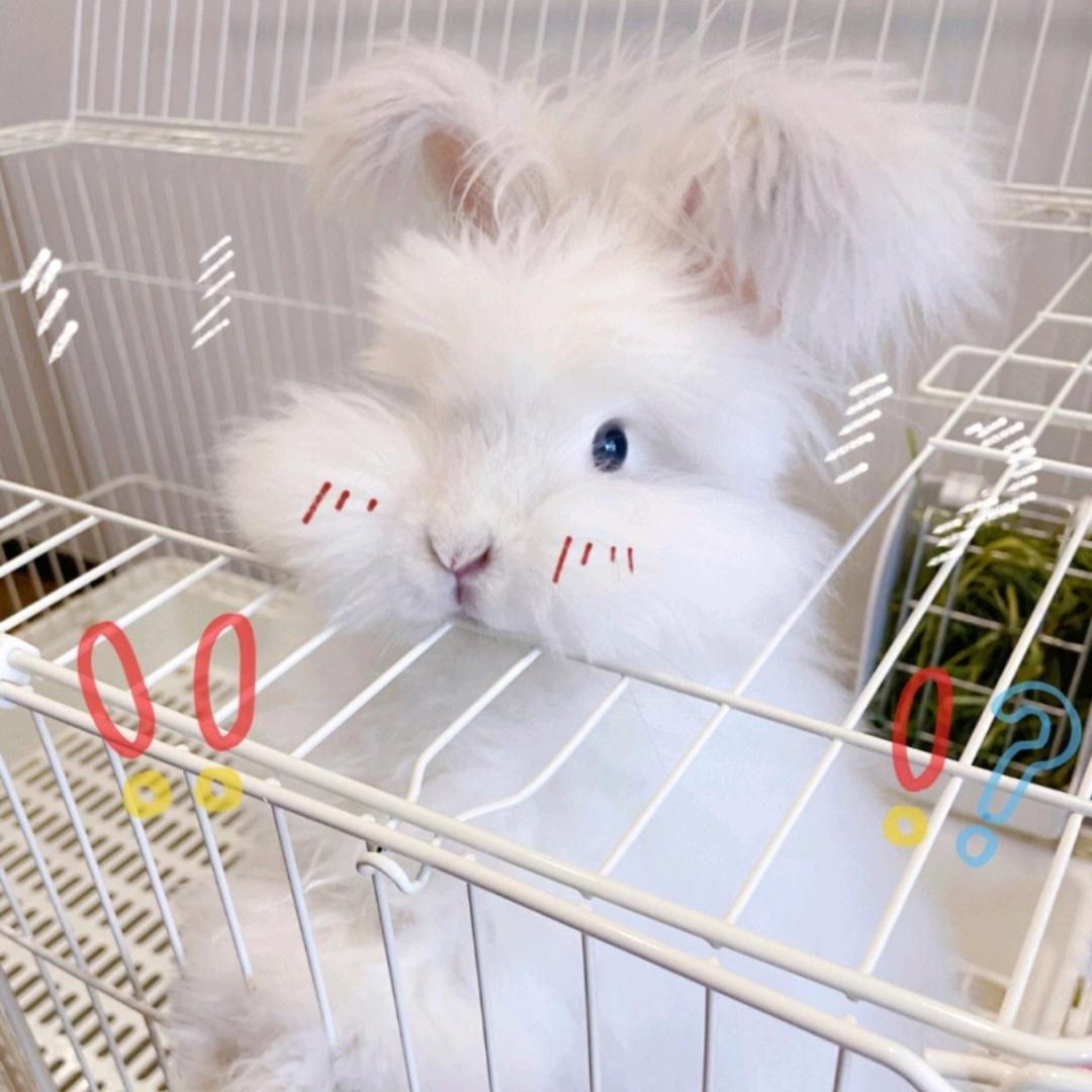 凶残小白兔🐰