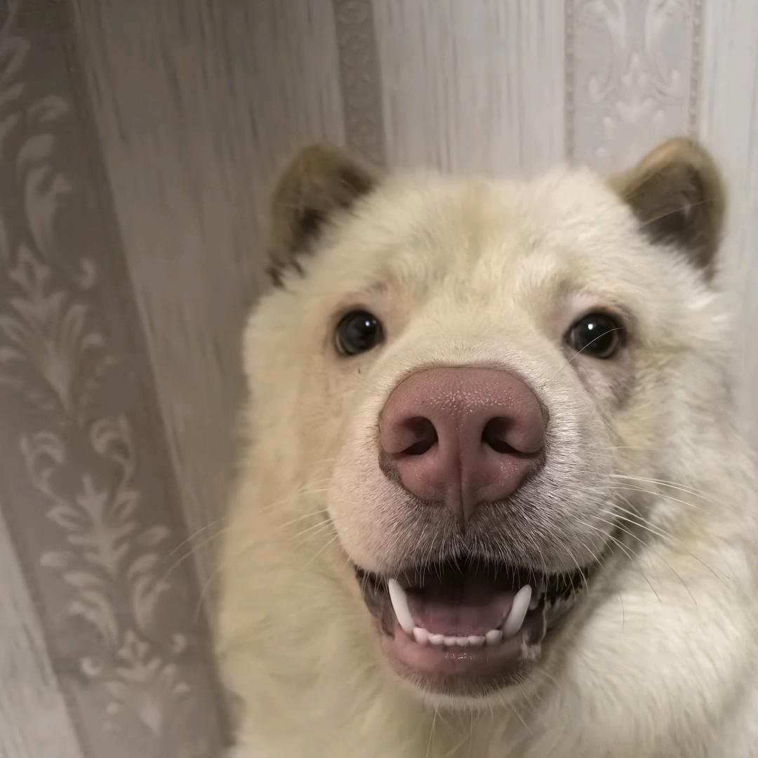 胖虎虎