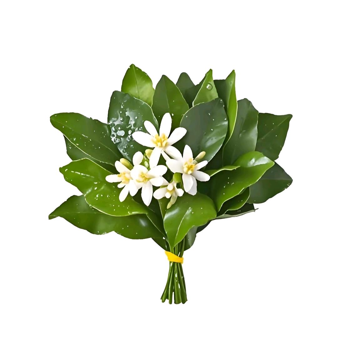 祖国的老花朵🍂