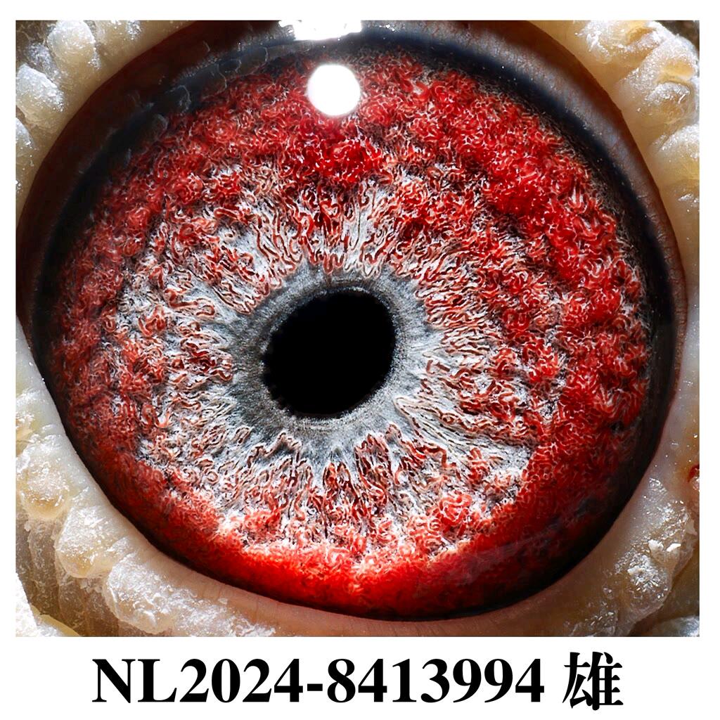 江苏壹号赛鸽舍