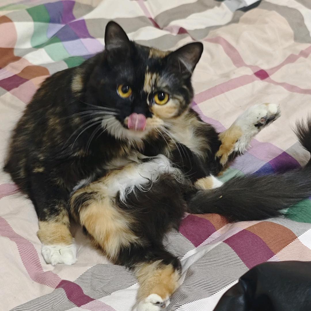 北京华为大炮维修