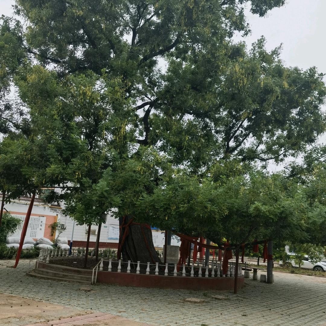 国际庄&公益活动