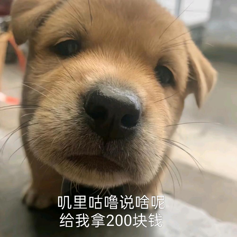 我会烂在过去和梦里