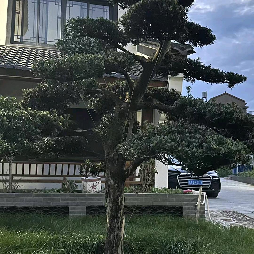 金龙