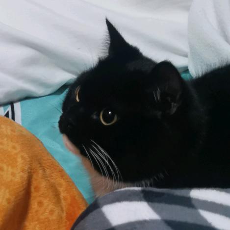 吃鳄鱼的猪头像