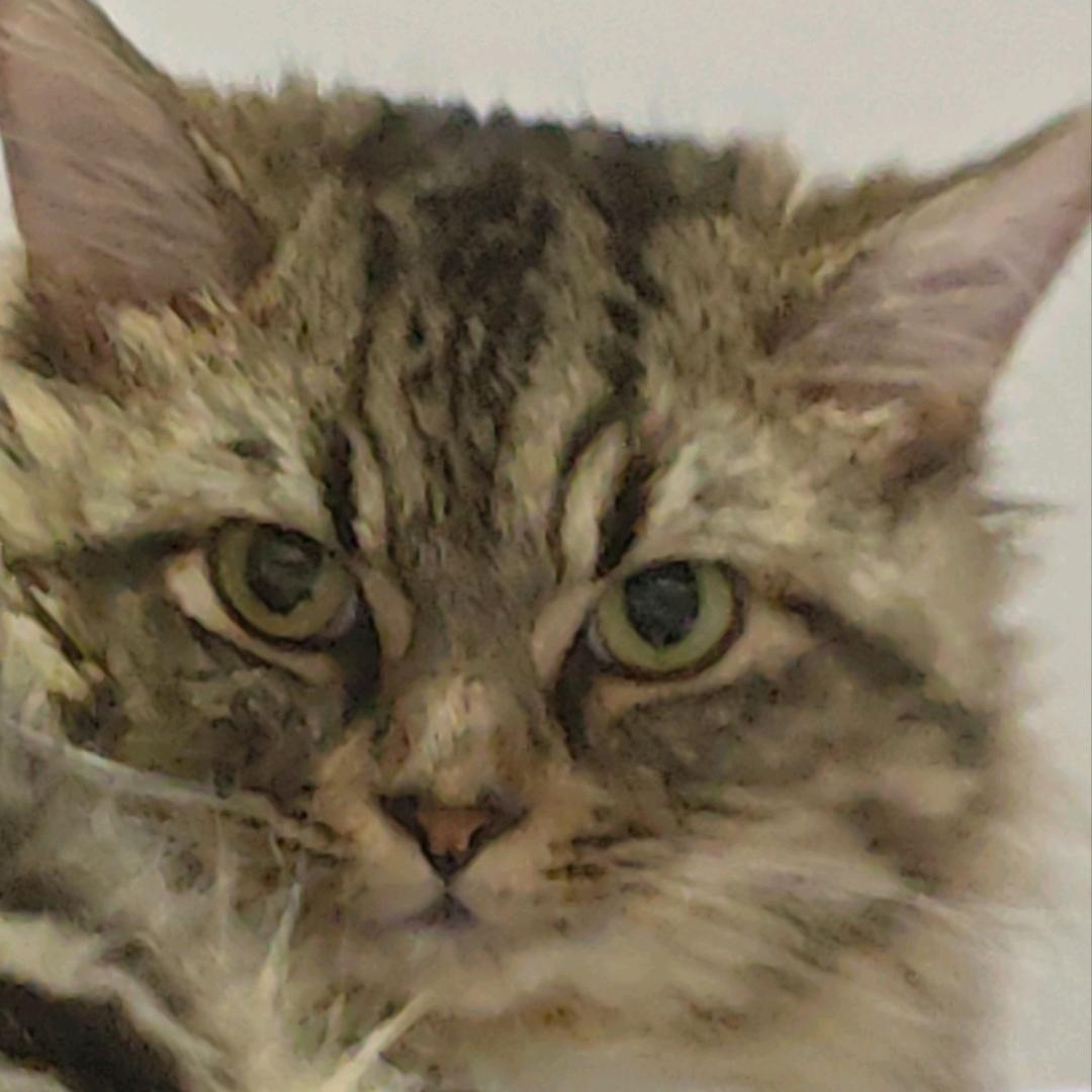 小猫天天