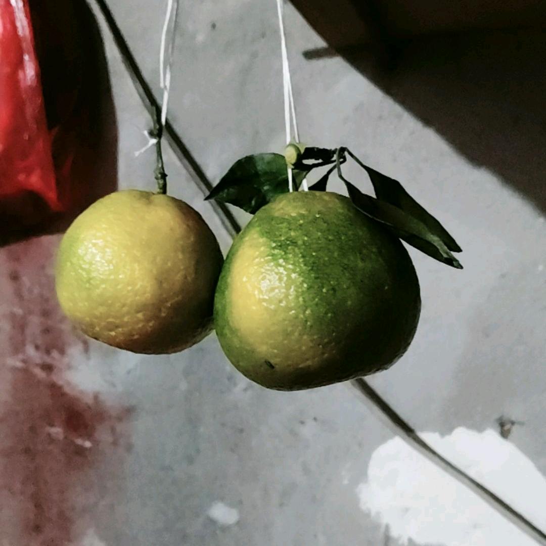 福杯满溢