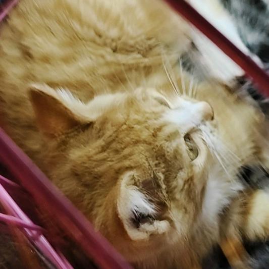 张老师排石专场乆.