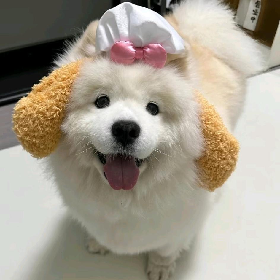 加多宝