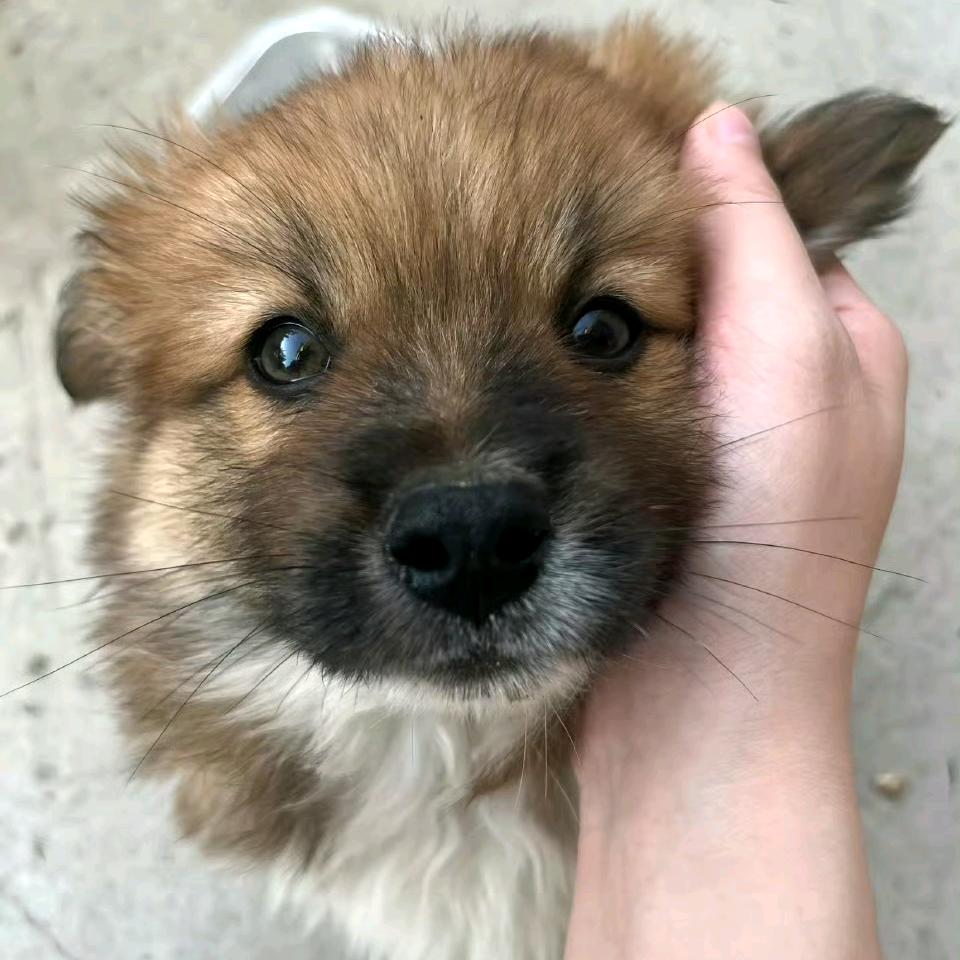 黯