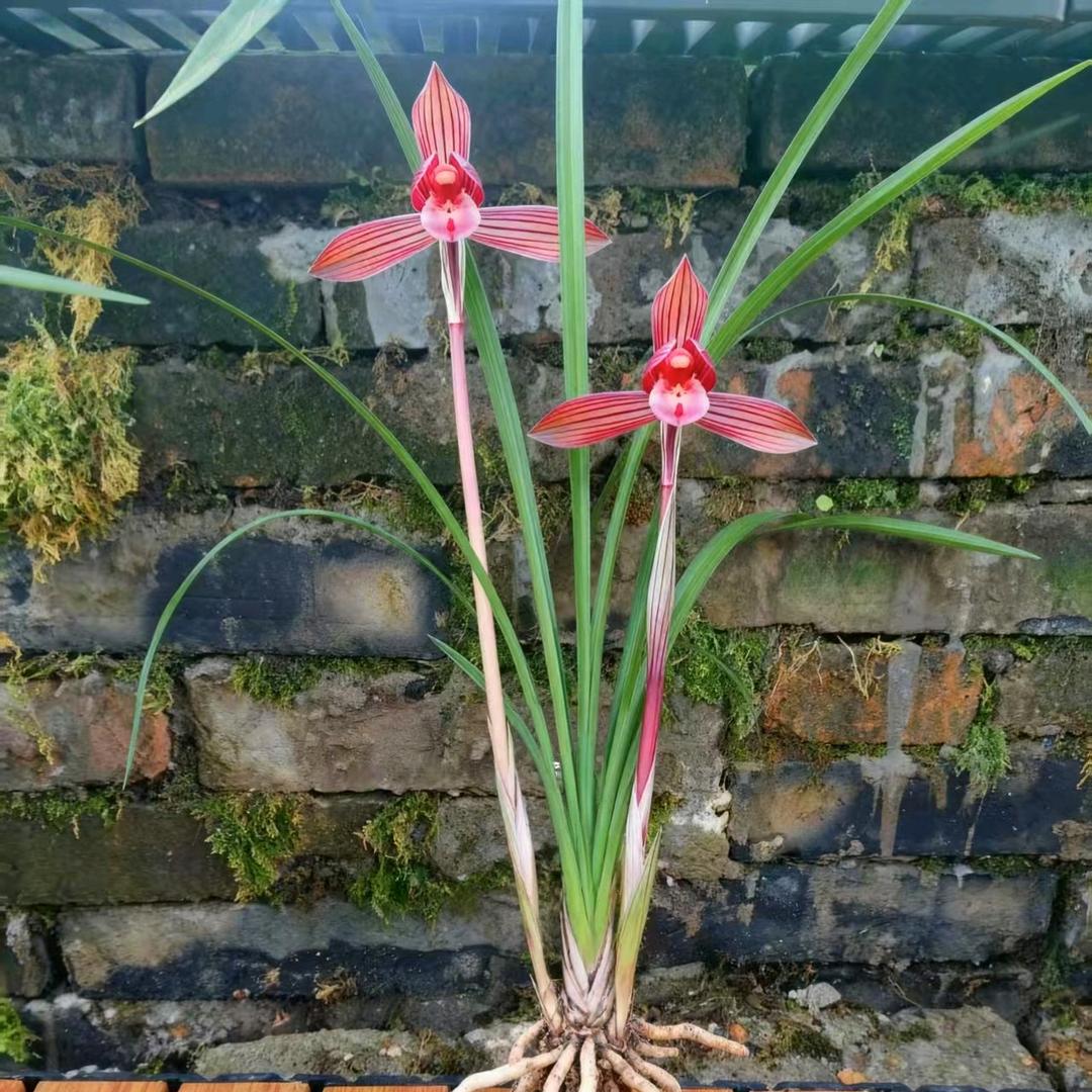 浙江云姐(芸裕兰花)