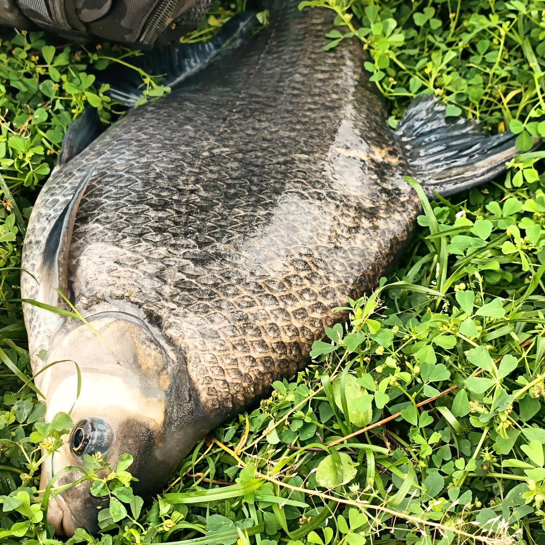 “黄”辣“丁”