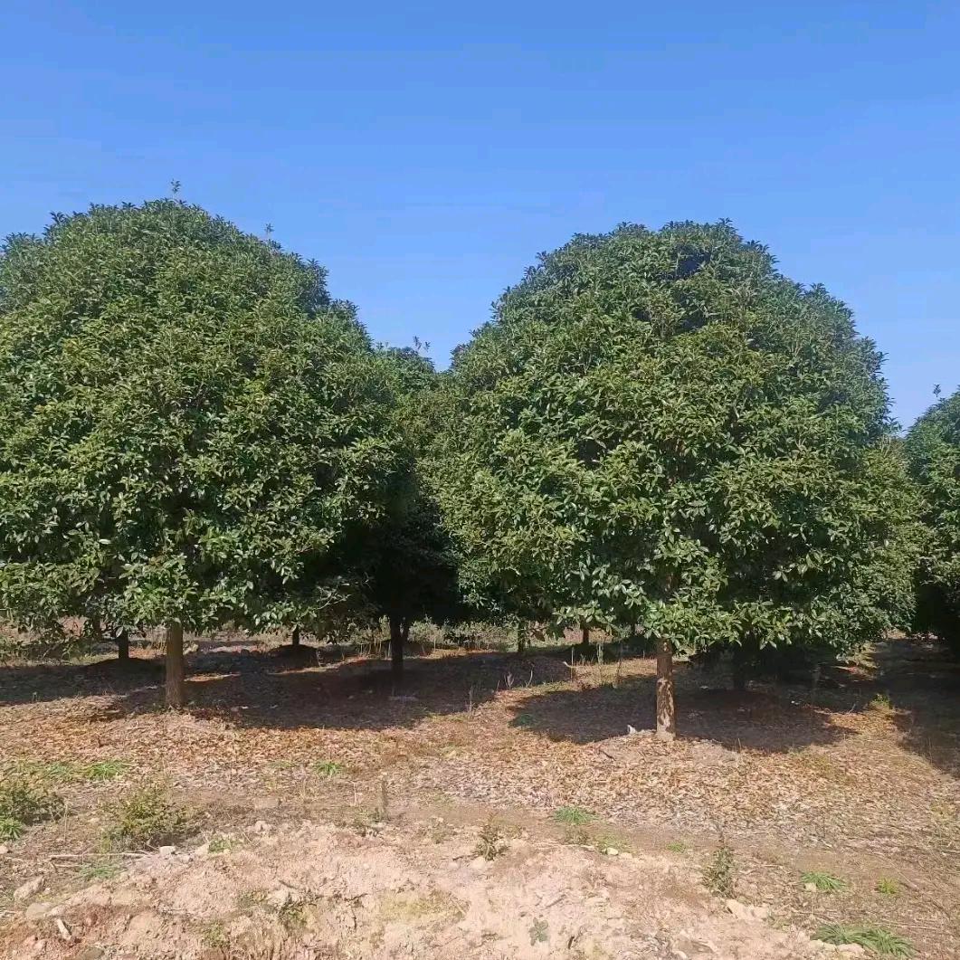 锦绣花卉园林