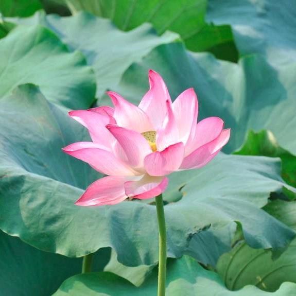 昊运-核电花园A店官方号