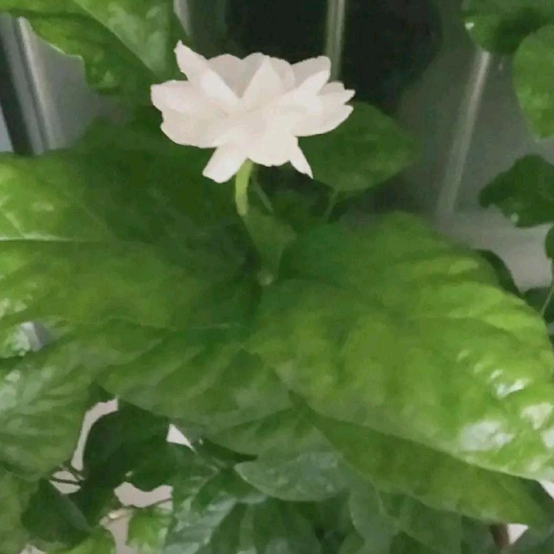 潘彩霞