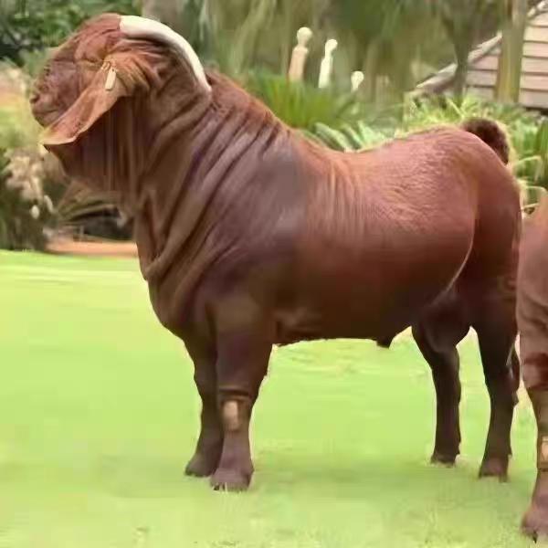 武汉属聚绅潮流优品铺子