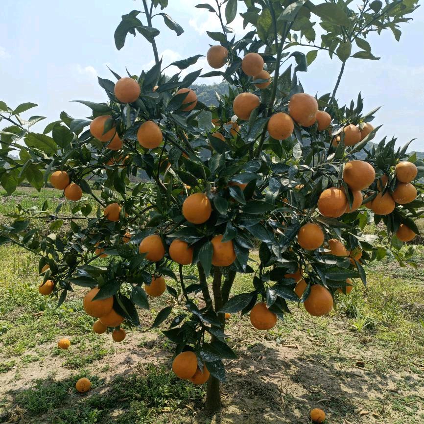 瑶兰农业官方账号