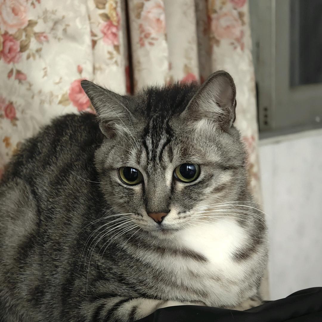六一小猪咪