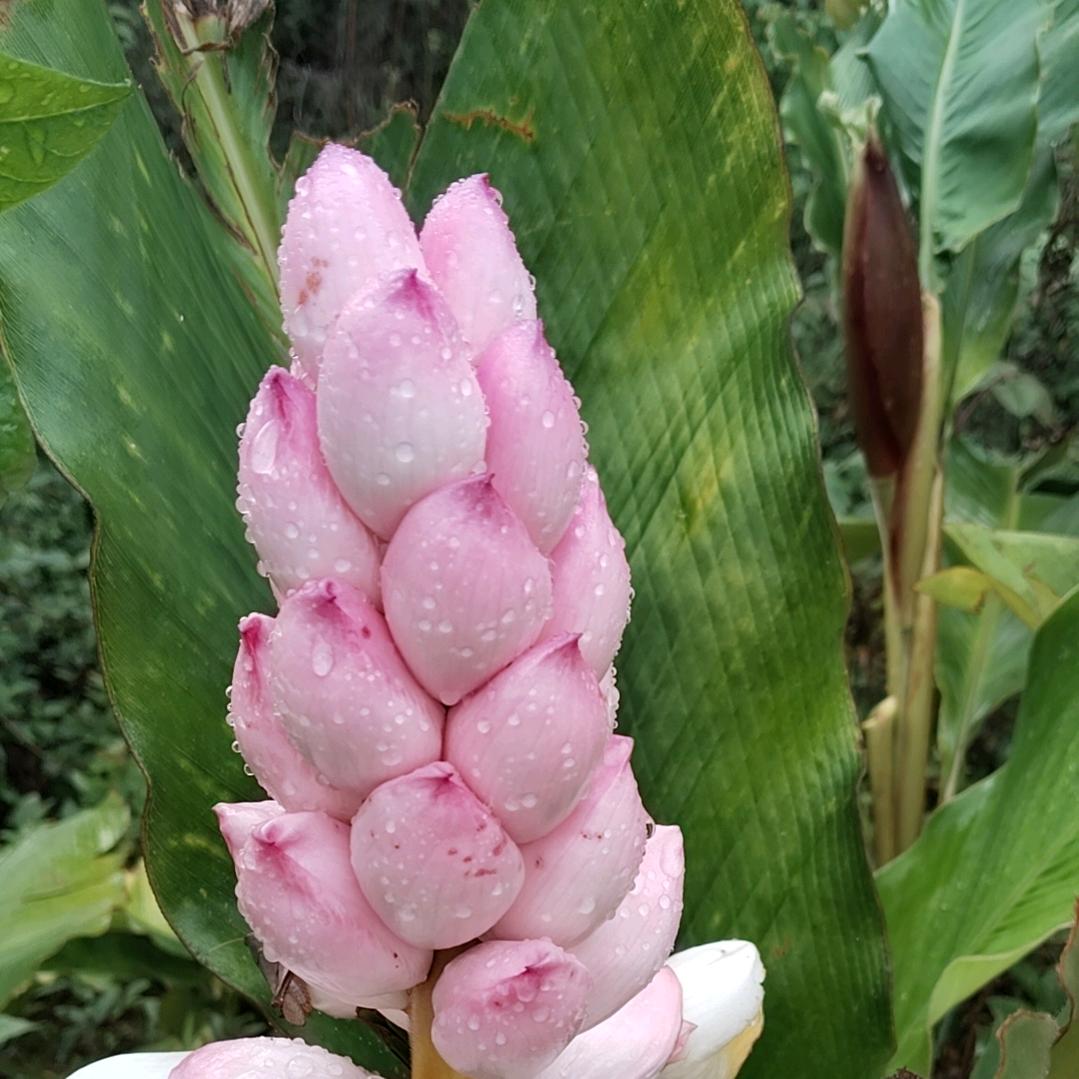 👻花香蝶自来😜