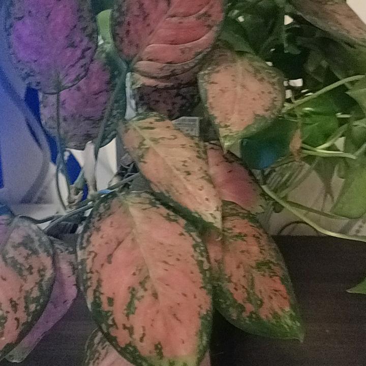 @对方是你的朋友