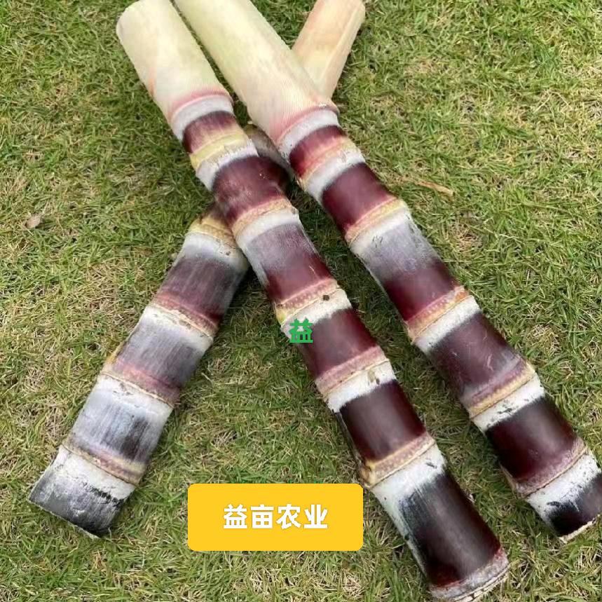 郑州荥阳市甘蔗种植技术推广1号基地