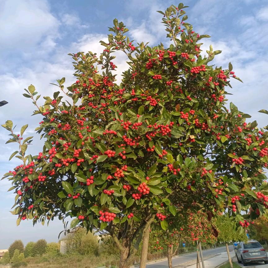 @爱已🦟冰封……