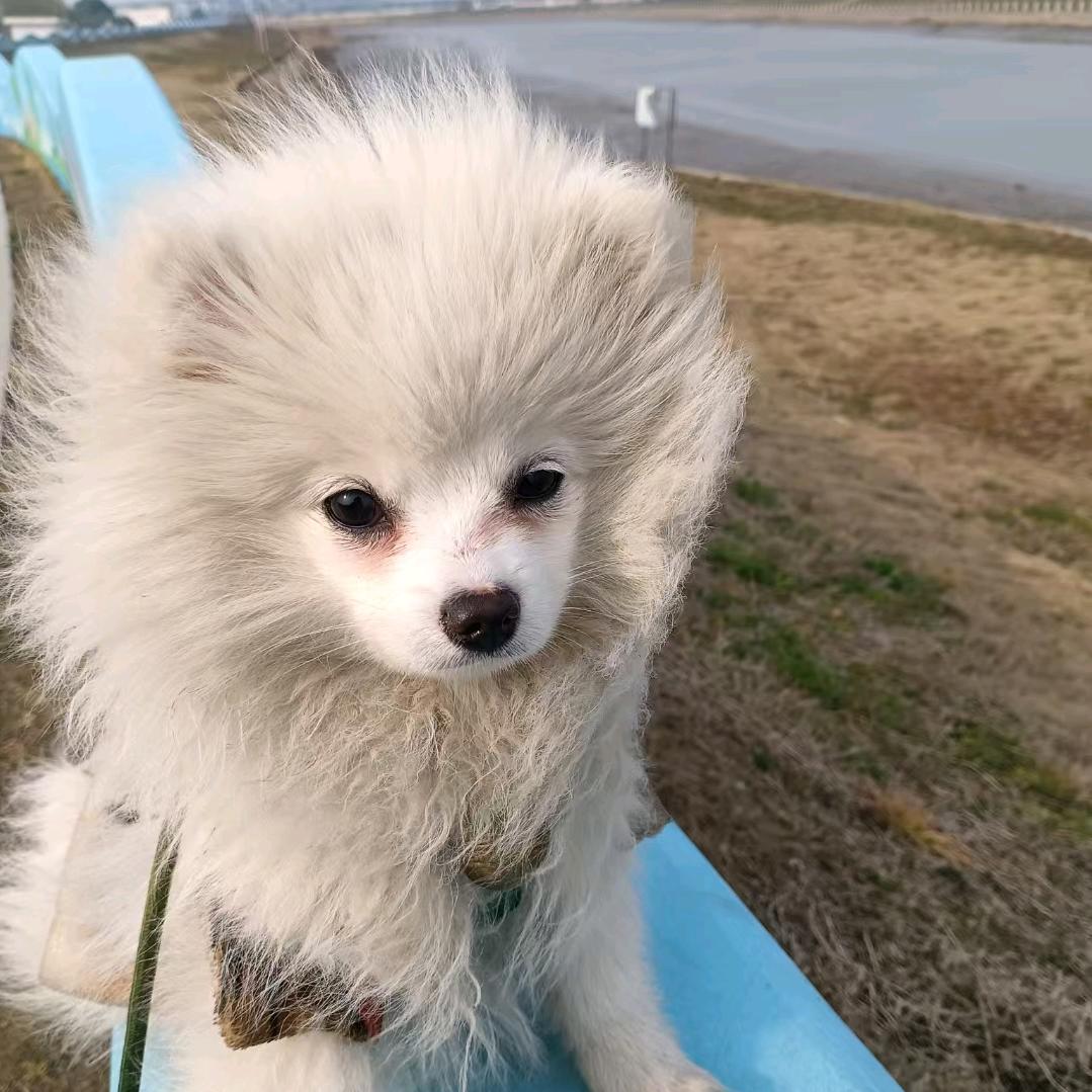 来财是只汪