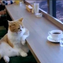 杨（无畏契约）