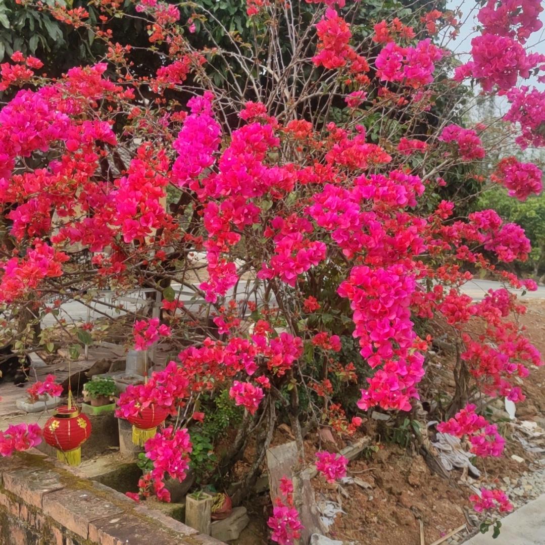 四季阳光