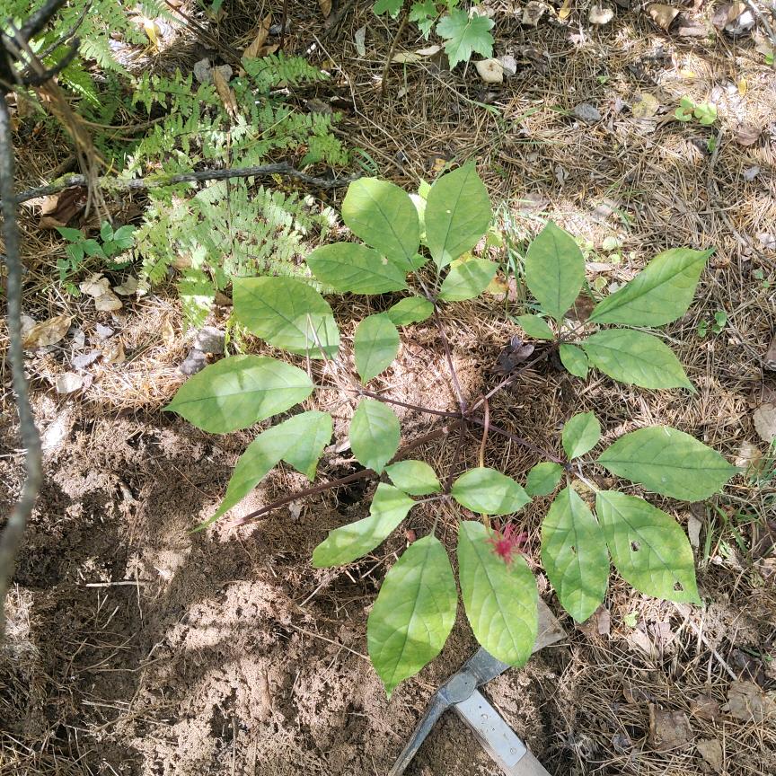 (´･ω･ʃƪ)🧧八方来财(´･ω