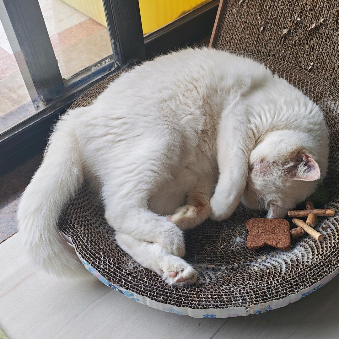 小猪猪的世界乐园