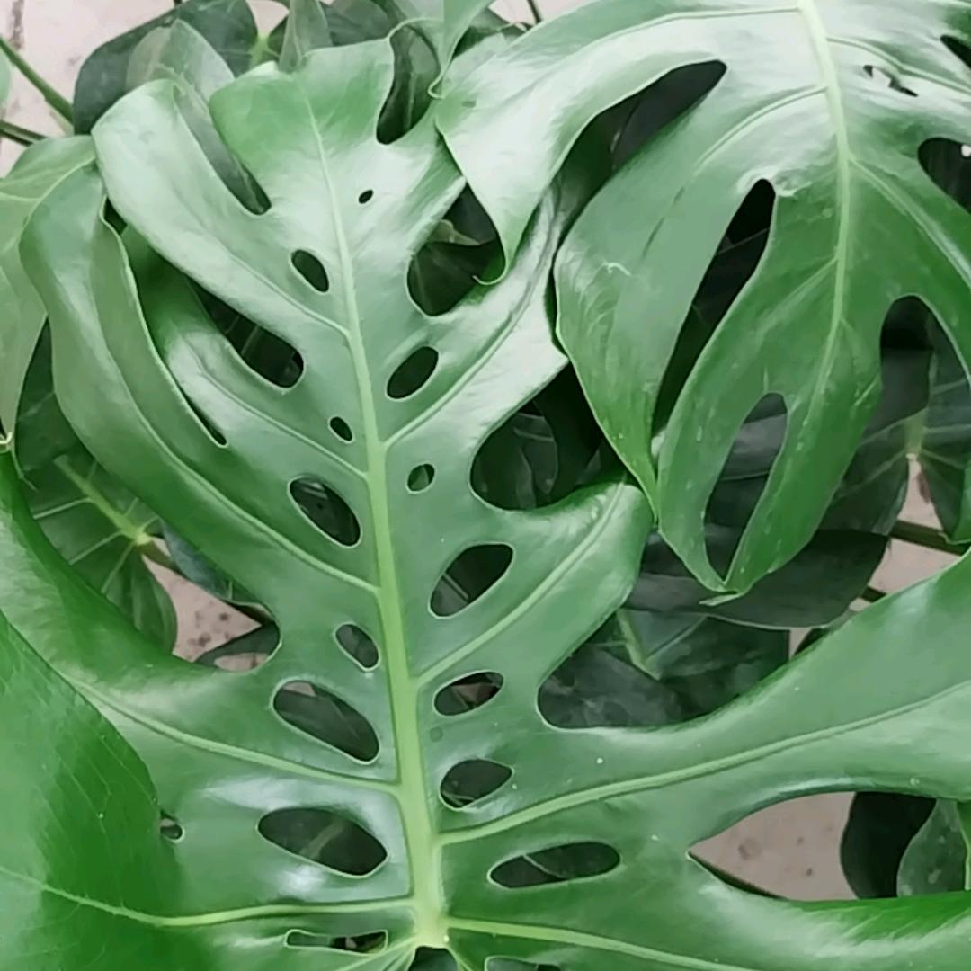 绿赞诚绿植湖北基地
