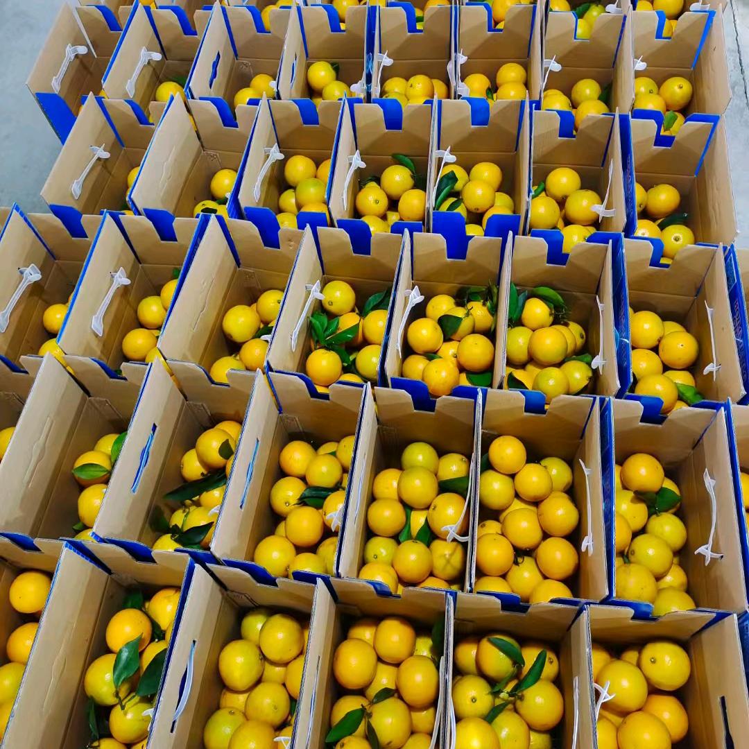 ③⑧卄红江橙小强