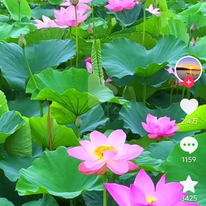 英子2