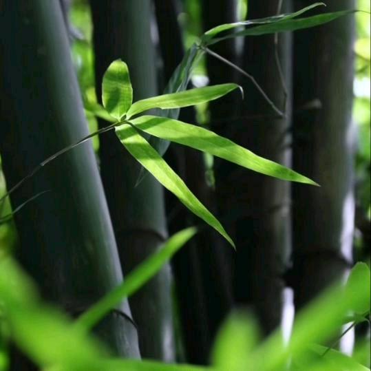 风语轻喜  沐光而过