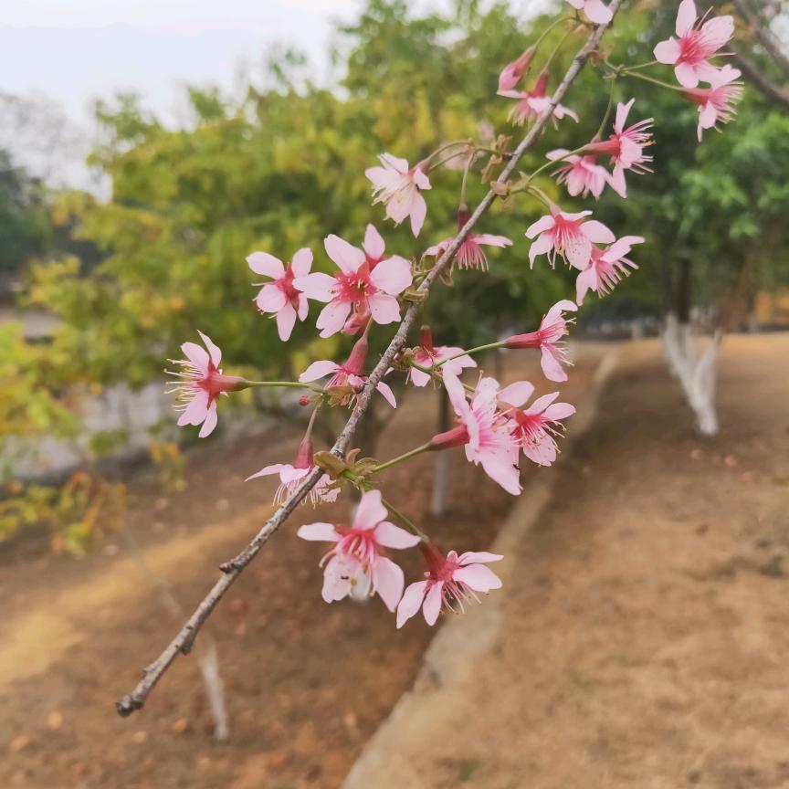 不吃猫的鱼12036