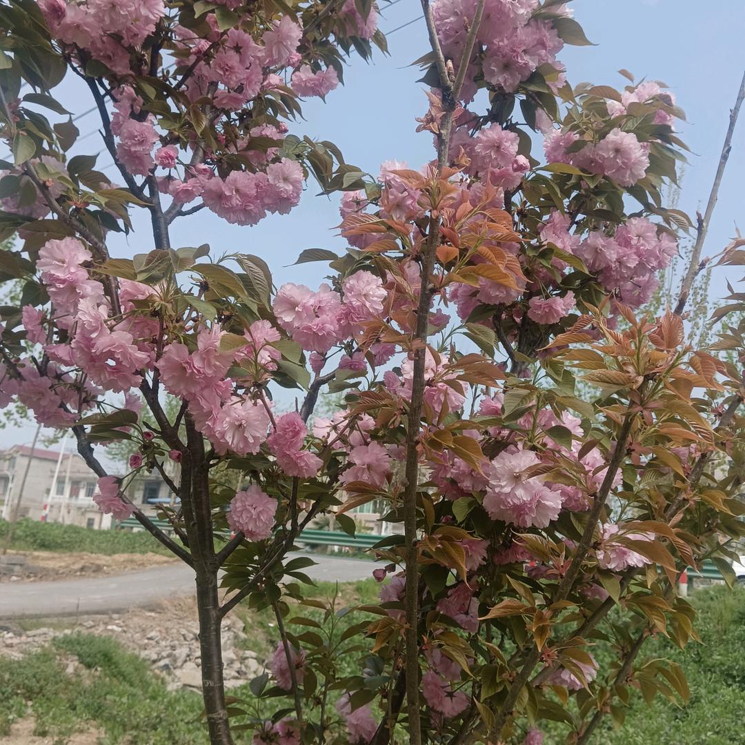 永远怀念