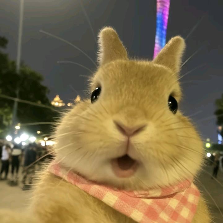 CC柠萌
