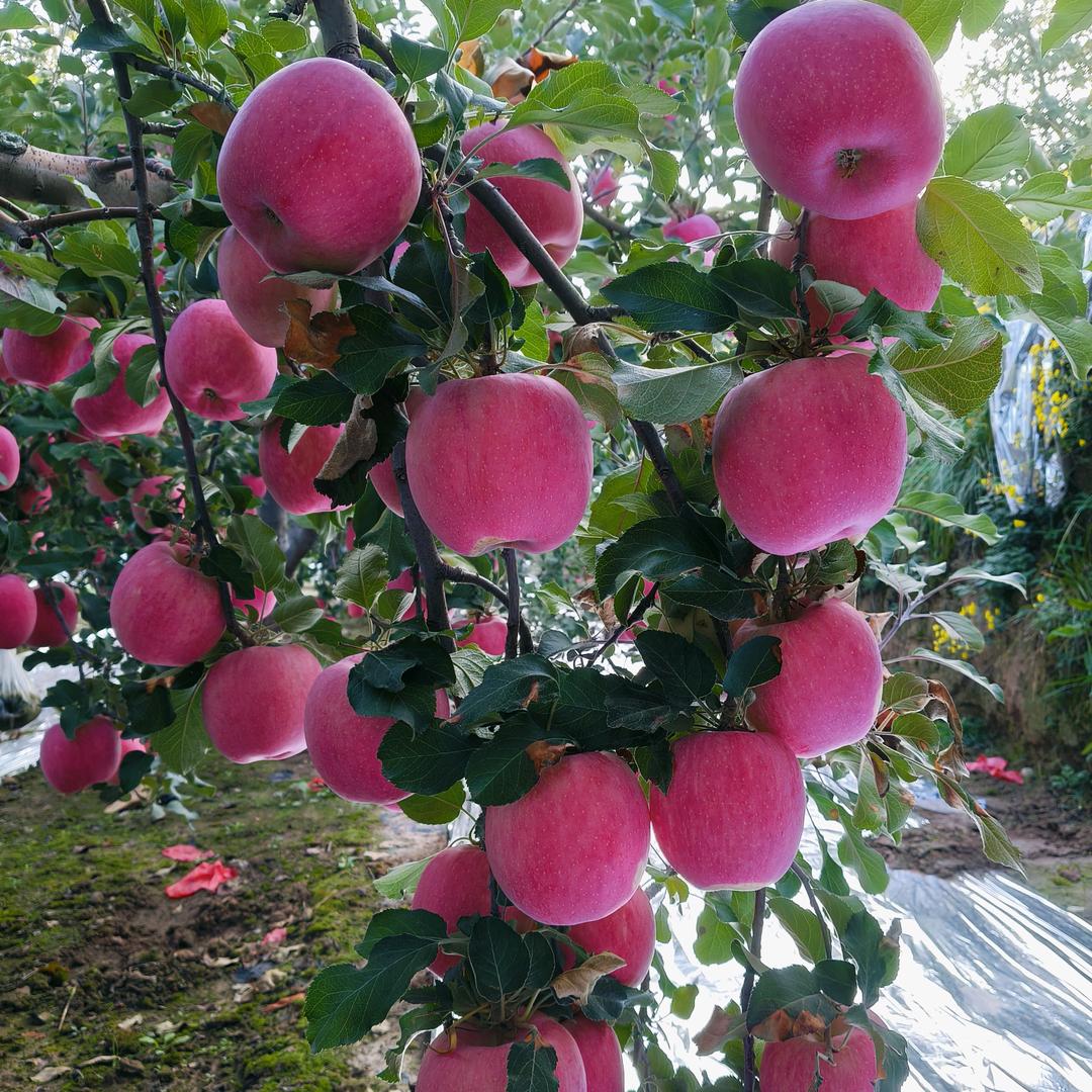 深圳佳佳果业优品店