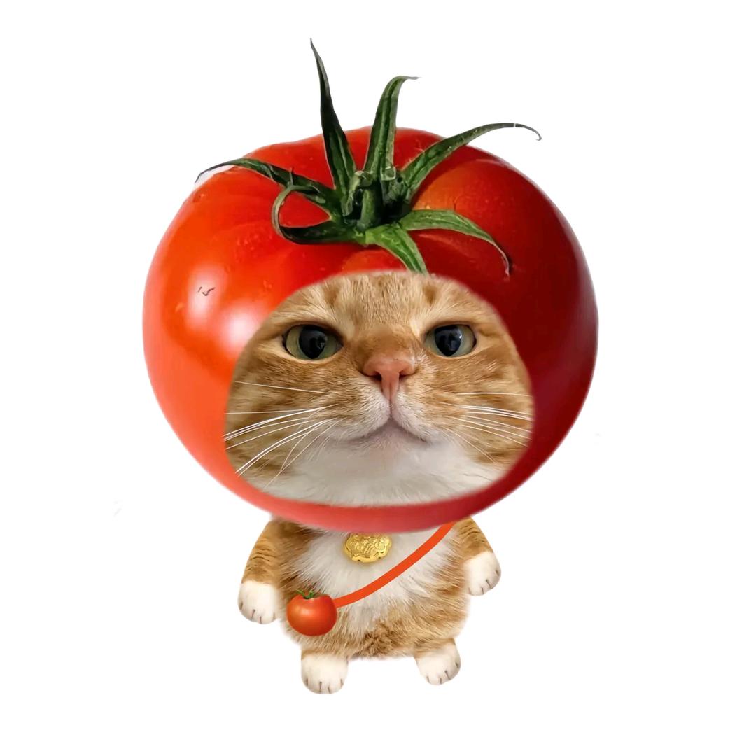 爱吃番茄炒蛋！