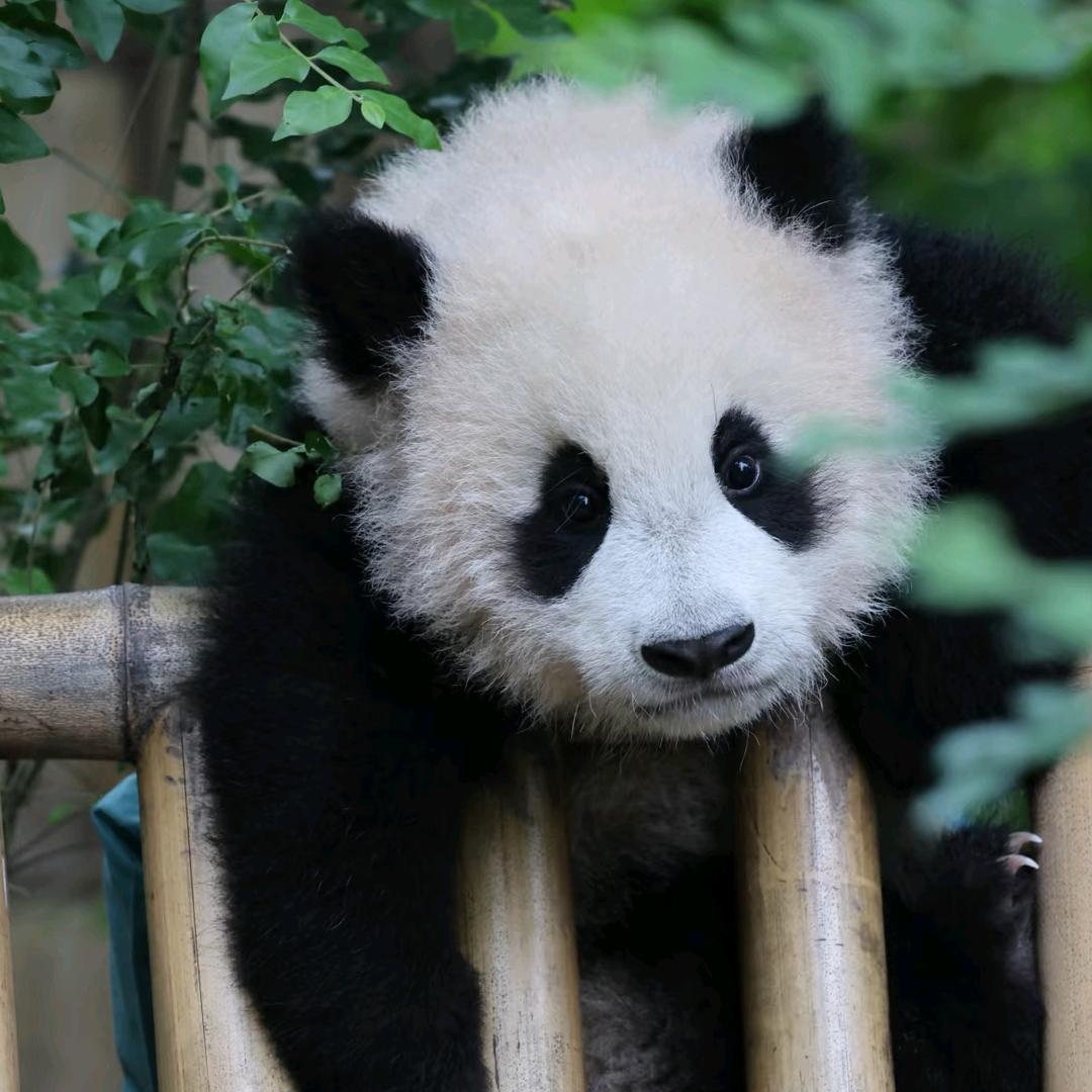 清风伴细羽⁹⁷⁹
