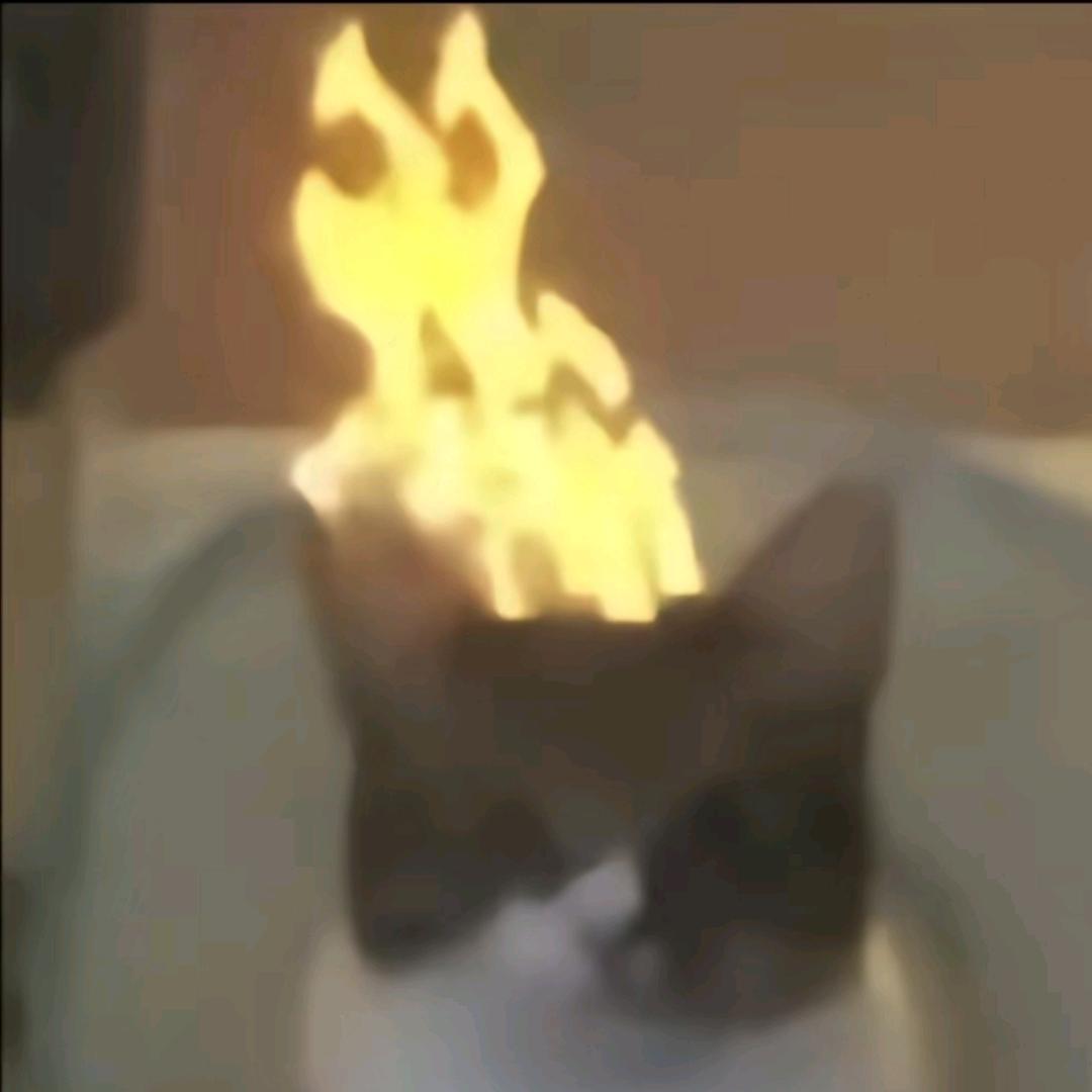 烧猫