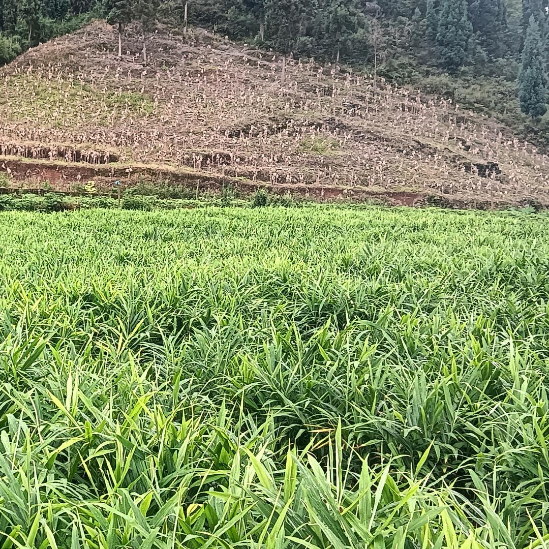 三个少爷一千金