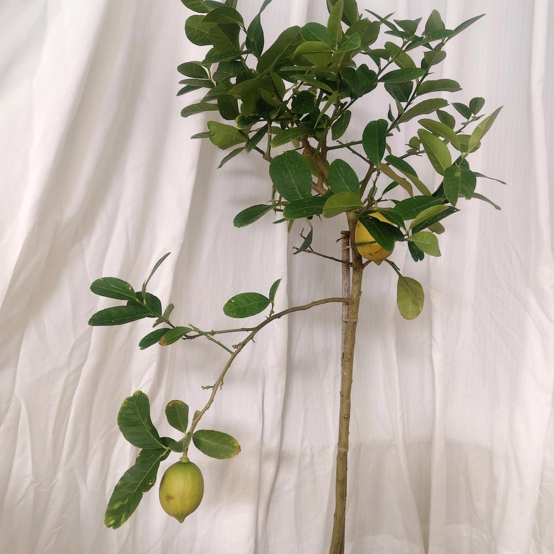 网约车幺妹儿