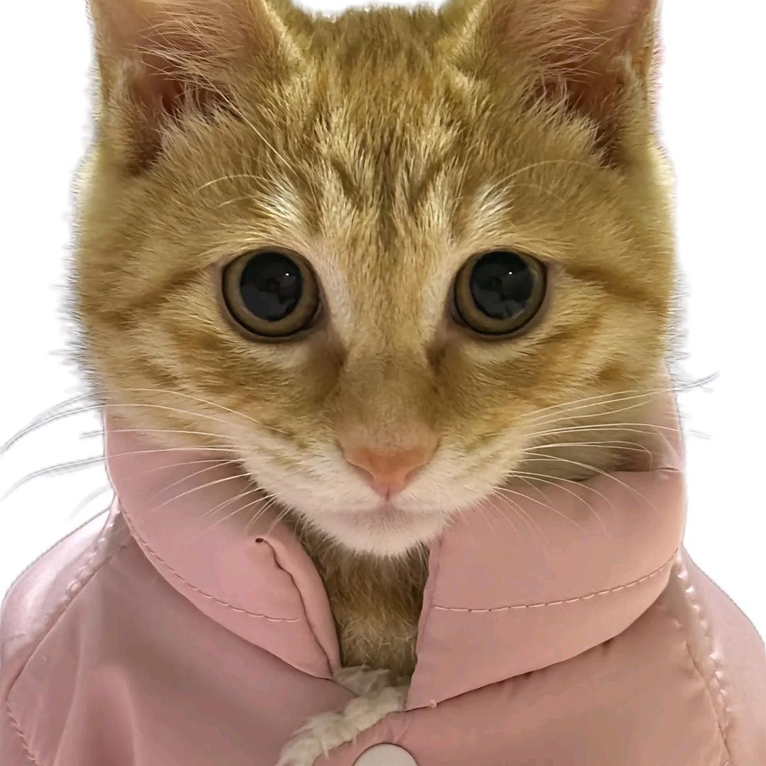 喵总