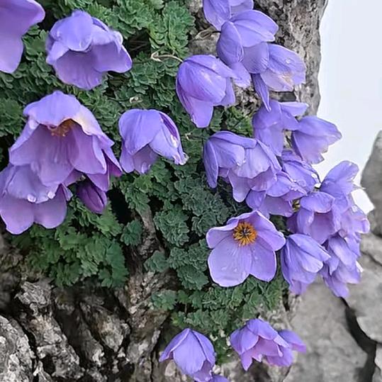 烟酒老板