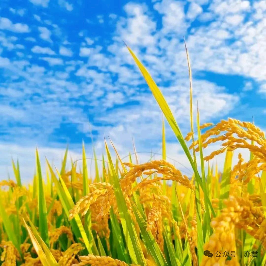 多喜多福