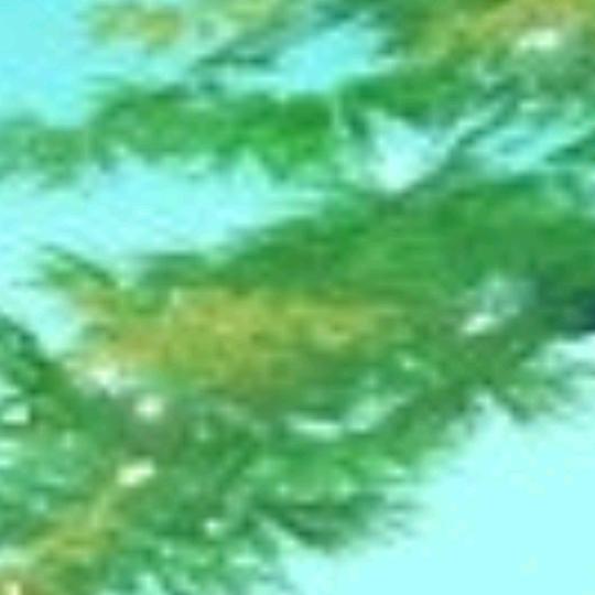 平安妹