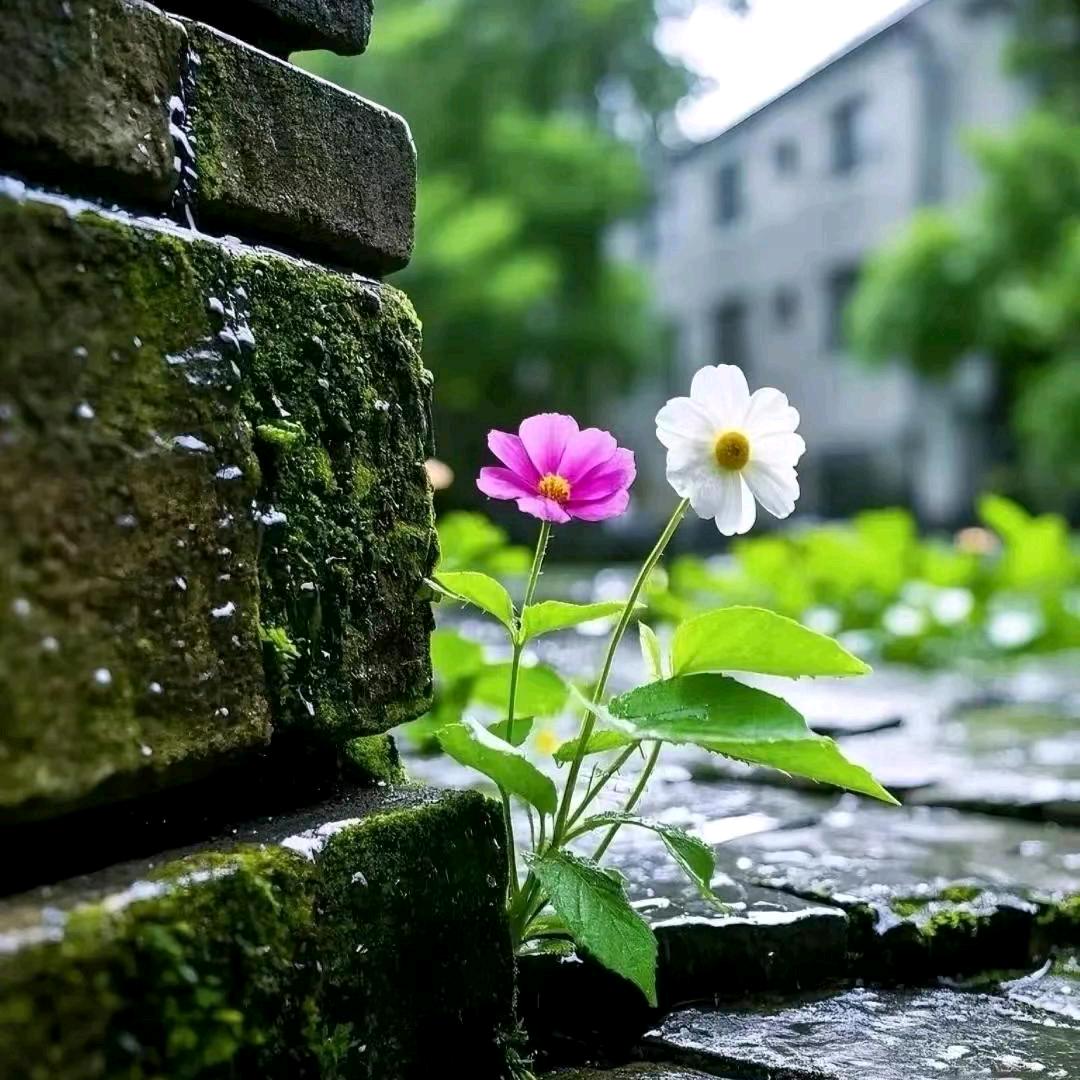 小麦穗🌸