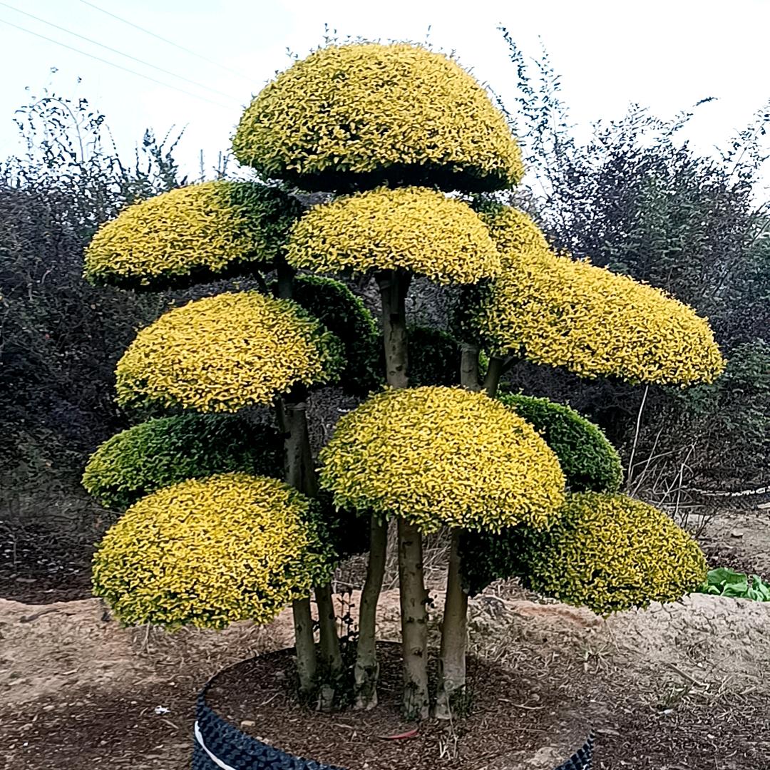 浏阳精品造型树